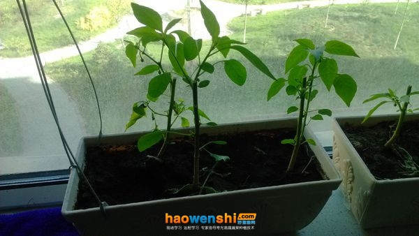 家庭種菜.jpg 家庭種菜.jpg