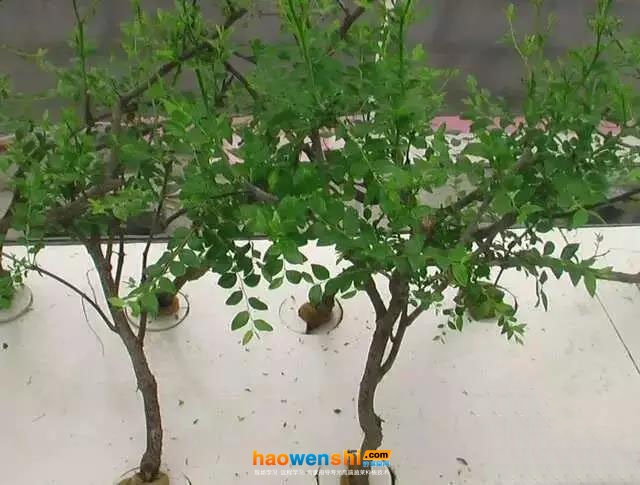 棗霧培生長(zhǎng)發(fā)育同樣良好，無(wú)不適反應(yīng).jpg
