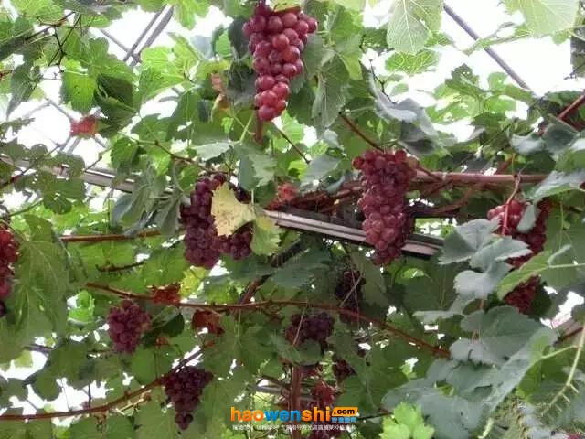 霧培葡萄外觀品質(zhì)皆?xún)?yōu).jpg