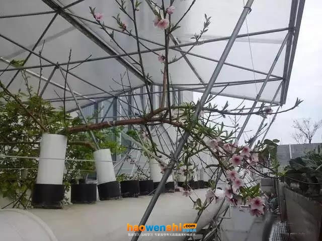 定植一年已開(kāi)花結(jié)果的管道化氣霧栽培油桃.jpg