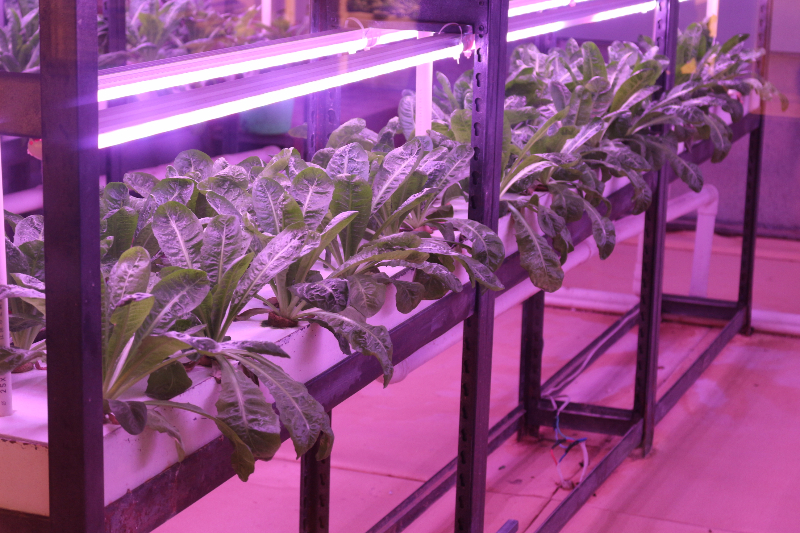 植物工廠.JPG 植物工廠.JPG