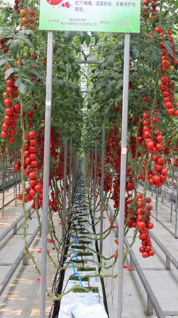 巖棉栽培.JPG 巖棉栽培.JPG