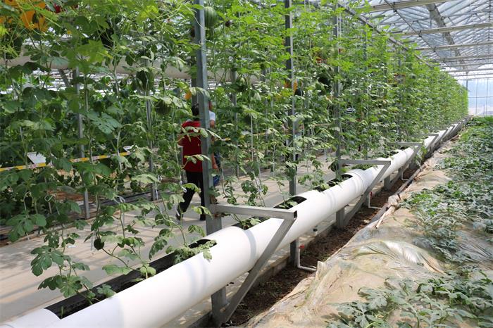 基質(zhì)栽培.JPG 基質(zhì)栽培.JPG