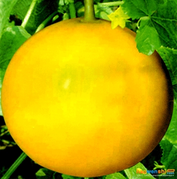 伊麗莎白.jpg 伊麗莎白.jpg