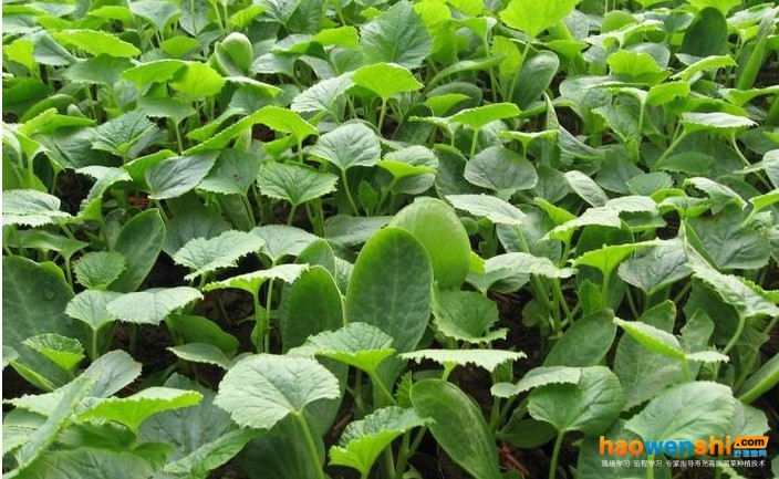 甜瓜苗.jpg 甜瓜苗.jpg