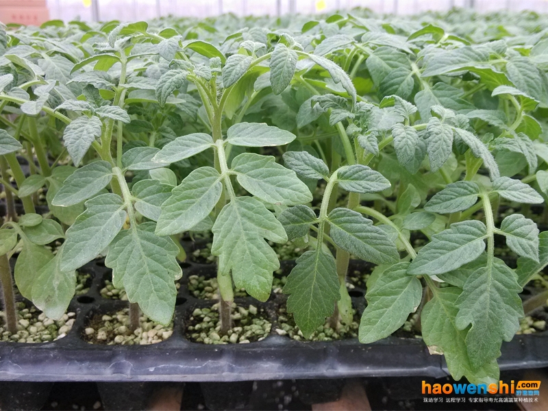 穴盤育苗.jpg 穴盤育苗.jpg