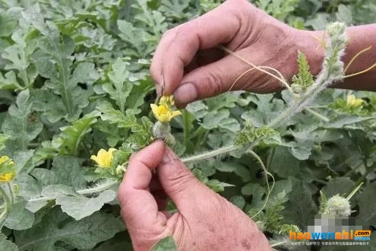 授粉.jpg 授粉.jpg