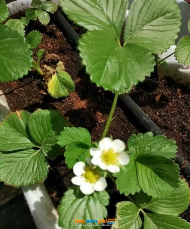 椰糠栽培草莓.jpg 椰糠栽培草莓.jpg