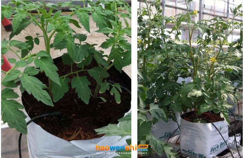 椰糠栽培1.jpg 椰糠栽培1.jpg