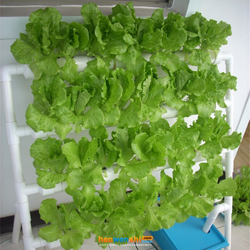 水培生菜.jpg 水培生菜.jpg