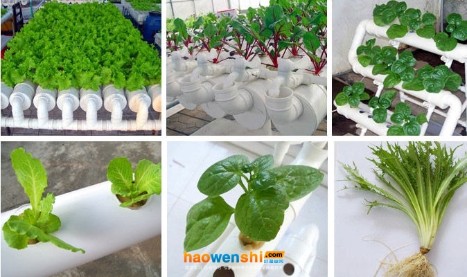 無土栽培蔬菜.jpg 無土栽培蔬菜.jpg