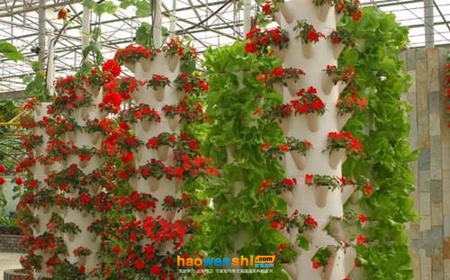 無土栽培花卉.jpg 無土栽培花卉.jpg