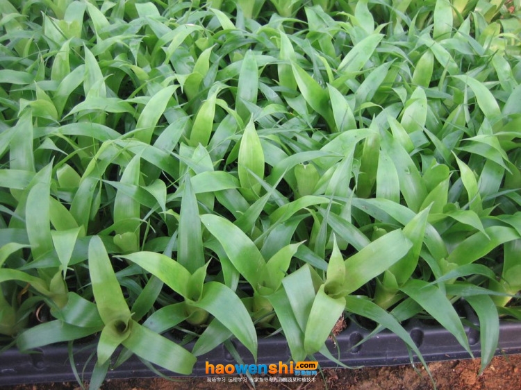 穴盤育苗.jpg 穴盤育苗.jpg