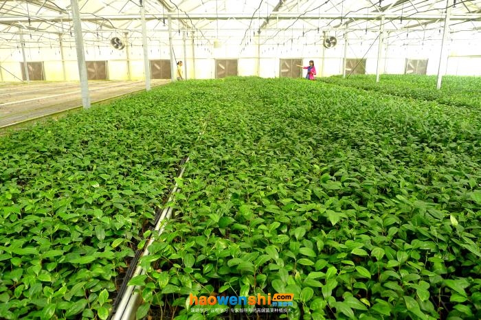 穴盤育苗1.jpg 穴盤育苗1.jpg