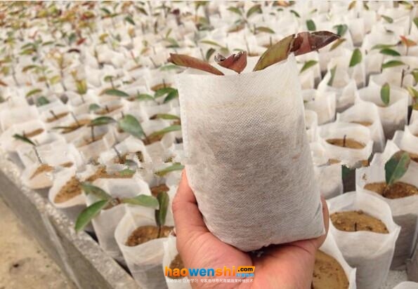 無紡布袋容器基質(zhì)栽培.jpg 無紡布袋容器基質(zhì)栽培.jpg