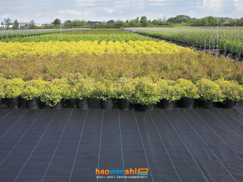 園藝地布.jpg 園藝地布.jpg