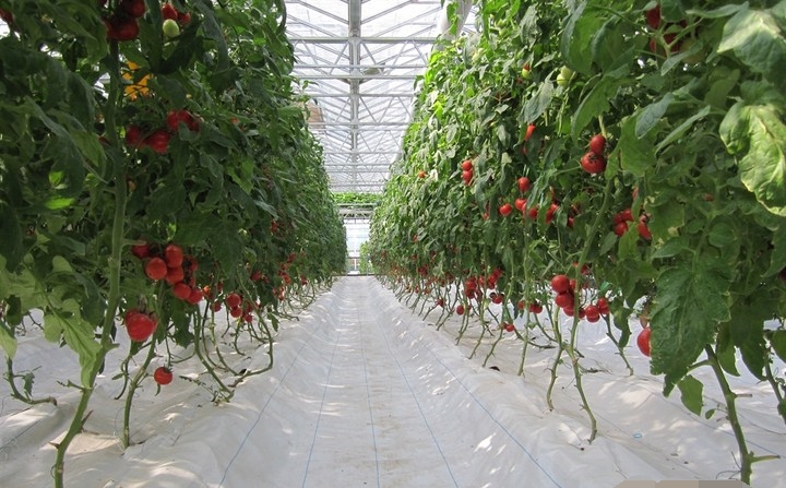 巖棉栽培.jpg 巖棉栽培.jpg