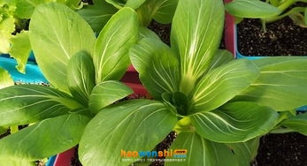 基質(zhì)栽培.jpg 基質(zhì)栽培.jpg