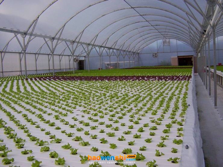 水培1.jpg 水培1.jpg