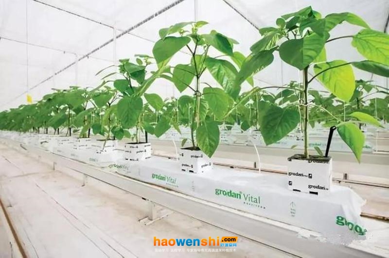 巖棉栽培 (1).jpg 巖棉栽培 (1).jpg