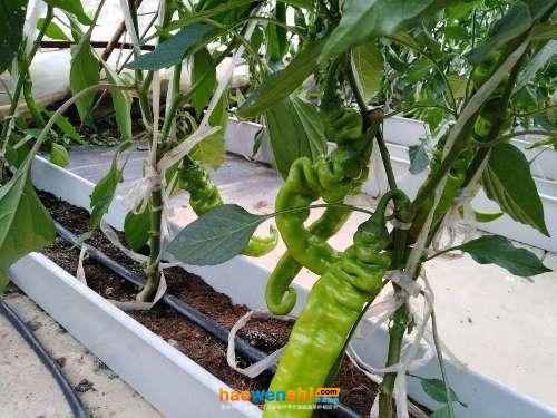 基質(zhì)栽培.jpg 基質(zhì)栽培.jpg