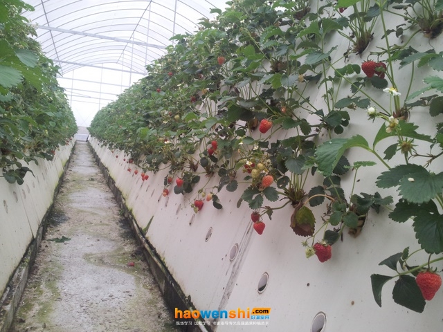 霧培.jpg 霧培.jpg