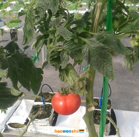 巖棉栽培西紅柿.jpg 巖棉栽培西紅柿.jpg