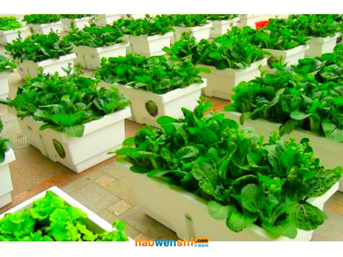 屋頂蔬菜.jpg 屋頂蔬菜.jpg