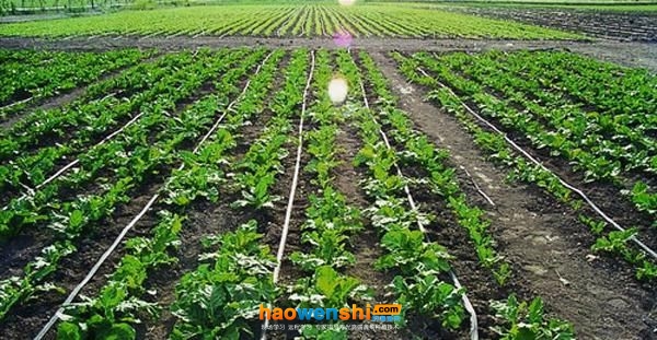 滴灌系統.jpg 滴灌系統.jpg