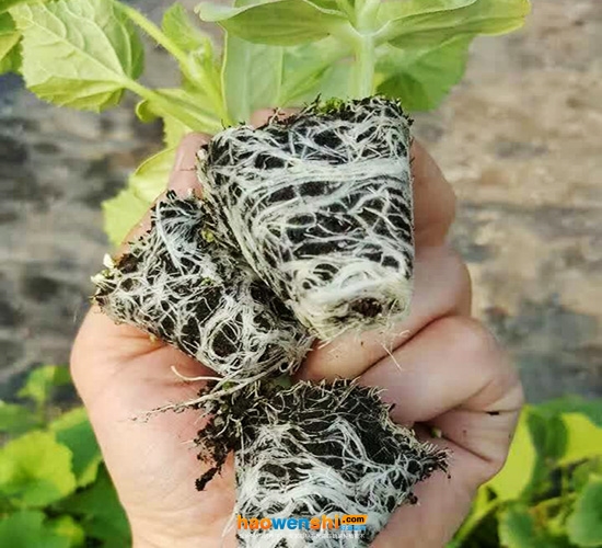 基質栽培.jpg 基質栽培.jpg