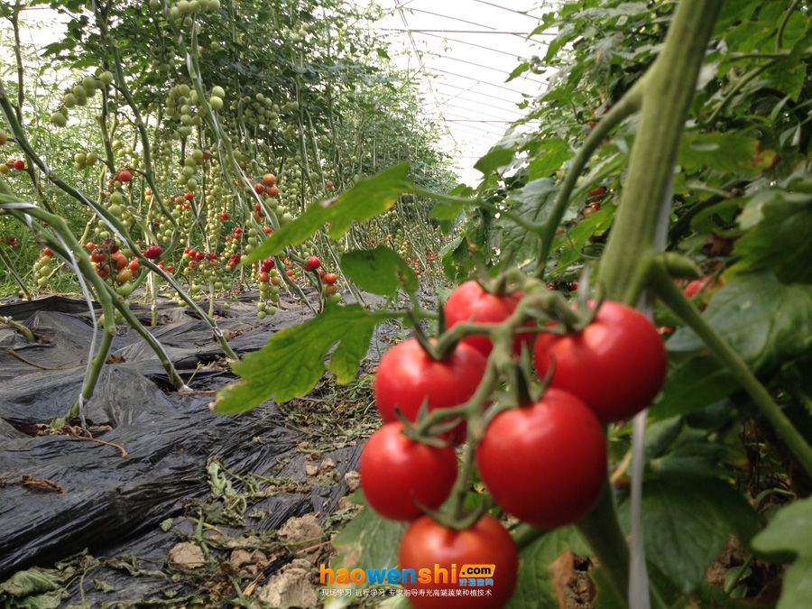 基質栽培1.jpg 基質栽培1.jpg