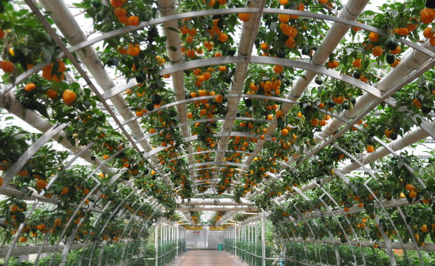 無土栽培番茄.jpg 無土栽培番茄.jpg