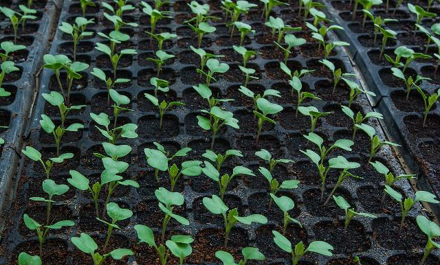 穴盤育苗.png 穴盤育苗.png