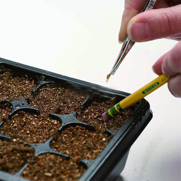 播種.jpg 播種.jpg