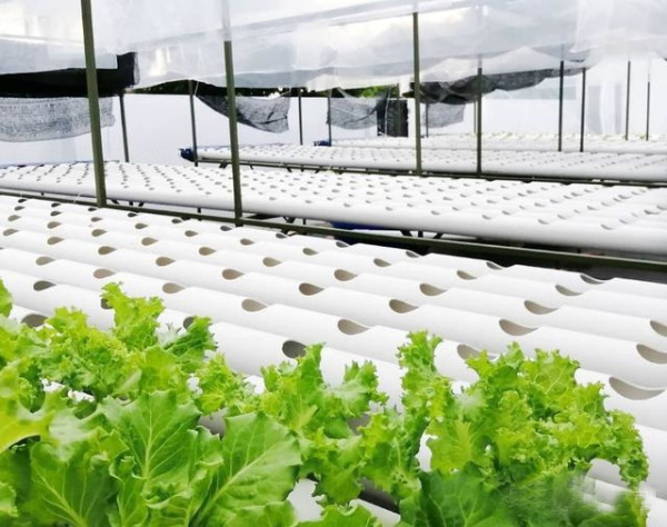 水培蔬菜.jpg 水培蔬菜.jpg