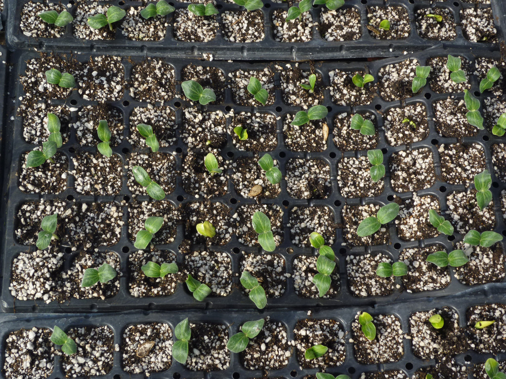 基質(zhì)穴盤育苗.jpg
