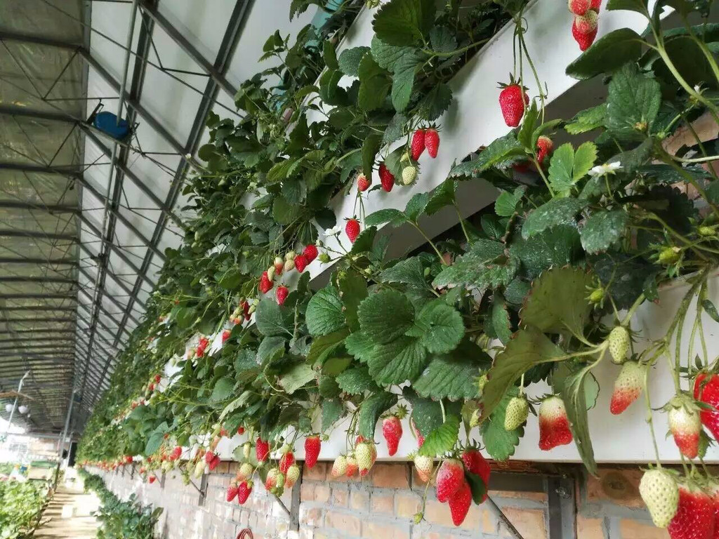 無土栽培草莓.jpg 無土栽培草莓.jpg