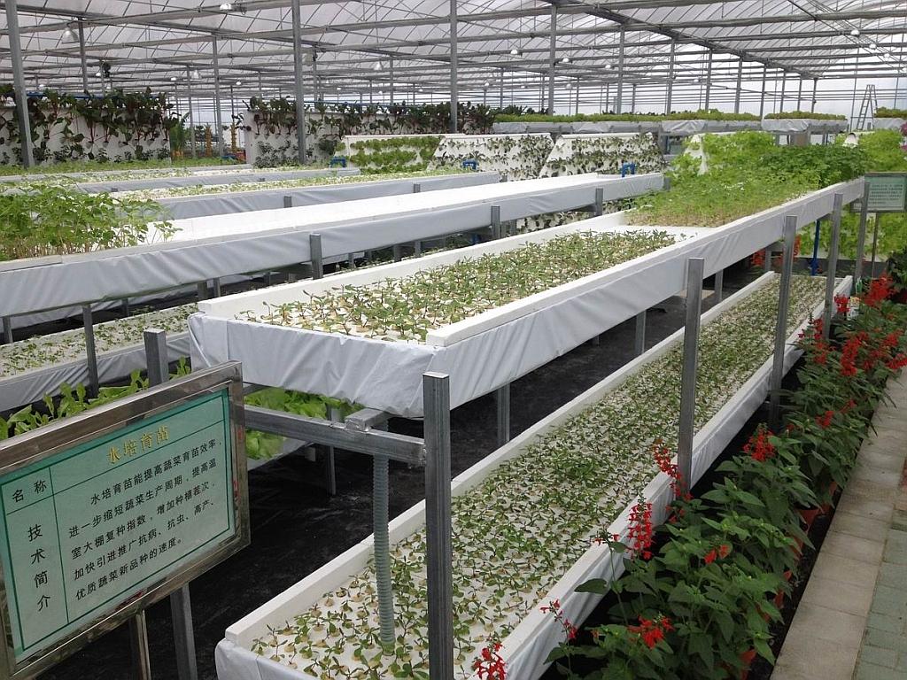 水培育苗.jpg 水培育苗.jpg