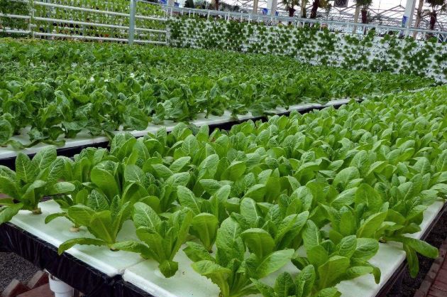 無土栽培淺液流栽培.jpg 無土栽培淺液流栽培.jpg