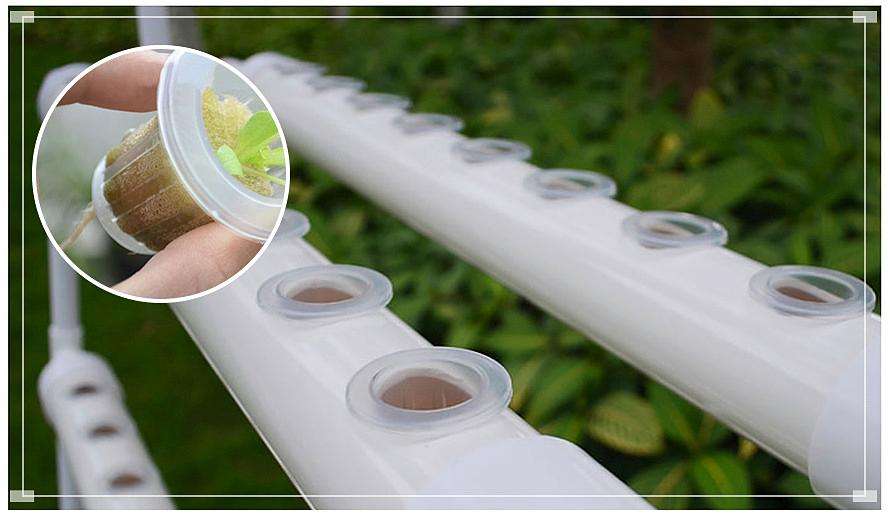 定植.jpg 定植.jpg