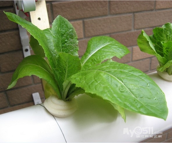 管道式水培蔬菜.jpg 管道式水培蔬菜.jpg