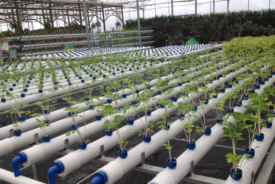 管道式水培蔬菜.png 管道式水培蔬菜.png