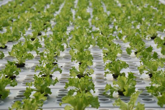 水培葉菜.jpg 水培葉菜.jpg