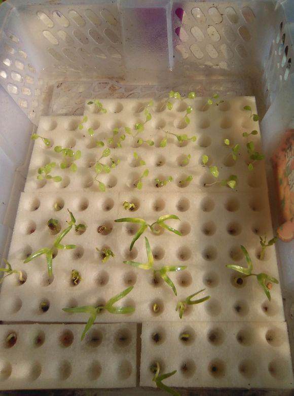 水培葉菜.jpg 水培葉菜.jpg