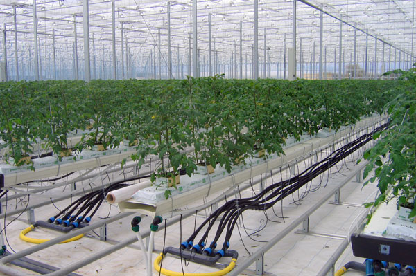 巖棉栽培.jpg 巖棉栽培.jpg