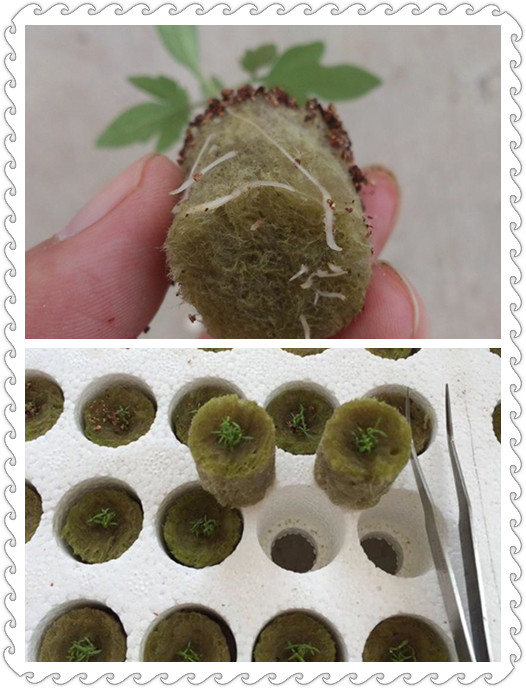 無(wú)土栽培巖棉塞.jpg 無(wú)土栽培巖棉塞.jpg