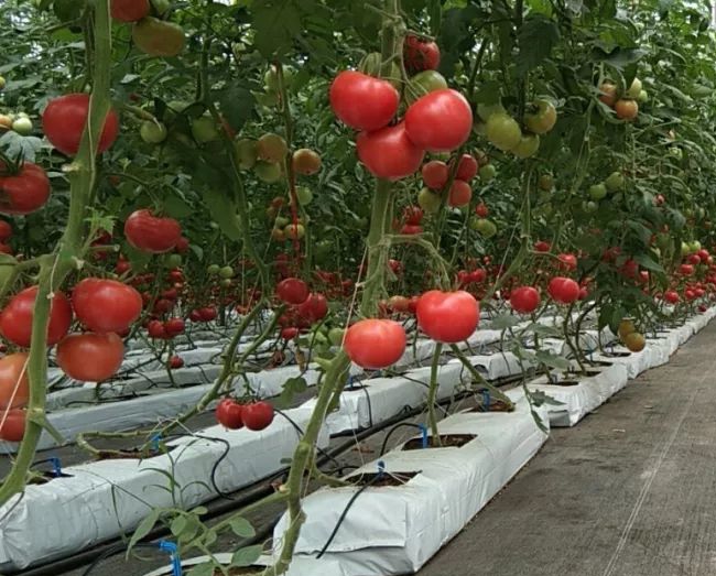巖棉栽培番茄.jpg 巖棉栽培番茄.jpg