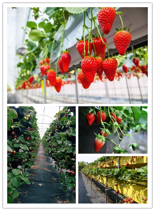 無(wú)土栽培高架草莓.jpg 無(wú)土栽培高架草莓.jpg