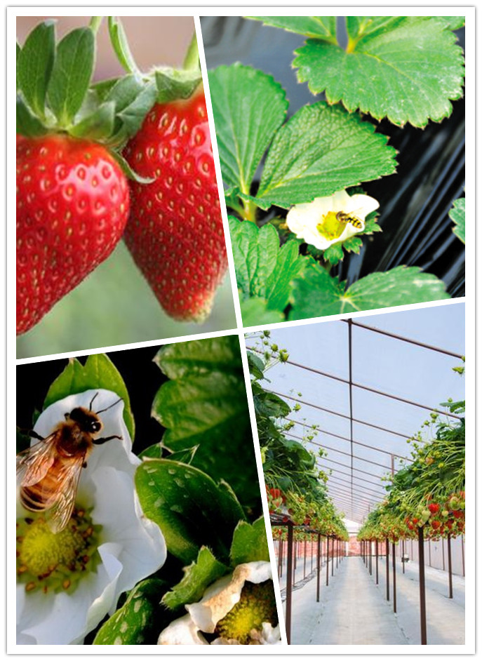 高高架草莓熊蜂授粉.jpg 高高架草莓熊蜂授粉.jpg