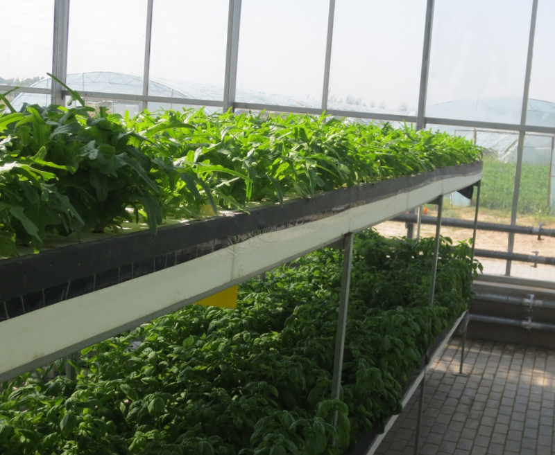 無土栽培深夜流技術(shù).jpg 無土栽培深夜流技術(shù).jpg